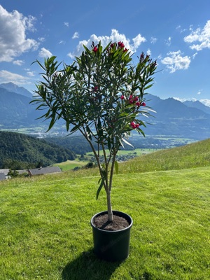 Oleanderbaum - Einstamm 6 Jahre alt und 140cm hoch Bild 3