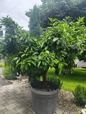 Orangenbaum ( Citrus sinensis)