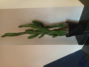 Kaktus - Zimmerpflanze aus Kunststoff 