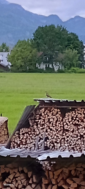 Helfe ihnen im Garten 