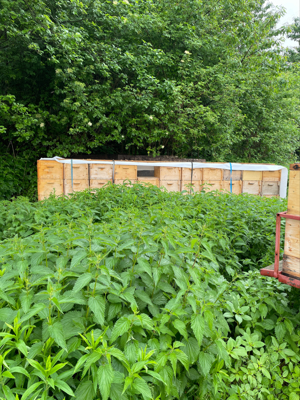 Landwirtschaftlich nutzbare Immobilie Bild 3