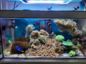 Meerwasser Aquarium 