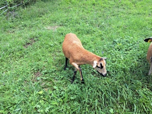 Kamerun Schafe 