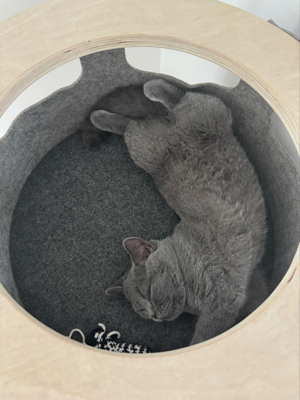Ihre Katze in guten Händen   Urlaubsvertretung und Katzensitting Bild 2