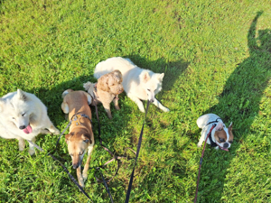 Kompetentes Hundesitting: Ihr Liebling bestens versorgt Bild 7