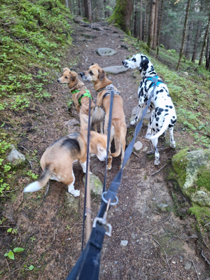 Kompetentes Hundesitting: Ihr Liebling bestens versorgt Bild 2