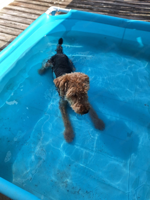 Kompetentes Hundesitting: Ihr Liebling bestens versorgt Bild 5