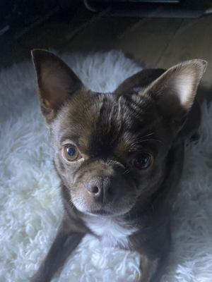 Kompetentes Hundesitting: Ihr Liebling bestens versorgt Bild 3