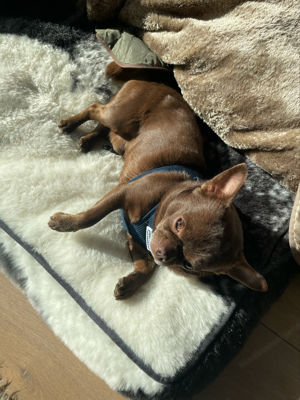 Kompetentes Hundesitting: Ihr Liebling bestens versorgt Bild 6