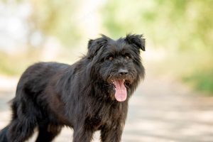 Briard-Mischling Marcus sucht ein Zuhause für immer