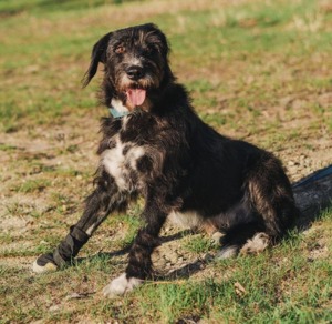 Harley ist ein Hund mit besonderen Bedürfnissen, der ein Zuhause sucht.