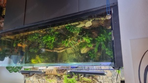 Tolles Aquarium zu Verkaufen "Neuer Preis" macht mir ein Angebot