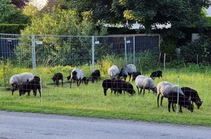 Heidschnucken-Schafe