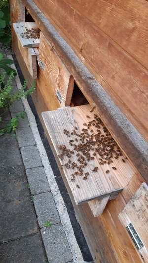 Bienenvolk   Bienenvölker Carnica Ableger ZANDER