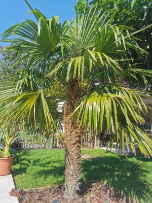 Chinesische Hanfpalme, Trachycarpus fortunei   Bild 1