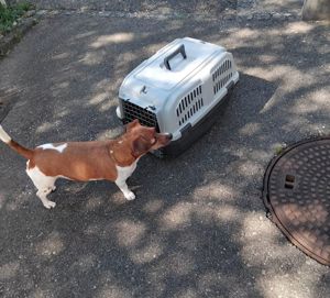 Hunde-Auto-Box