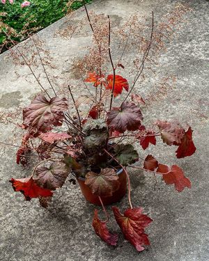 Winterharte Funkie, Hosta, Fuchsien, Johanniskraut, Purpurglöckchen, Konifere, Montbretien Zwiebel   Bild 7