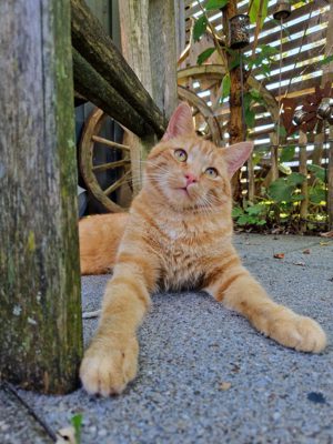 rot getigerter Kater in Egg Großdorf vermisst Bild 2