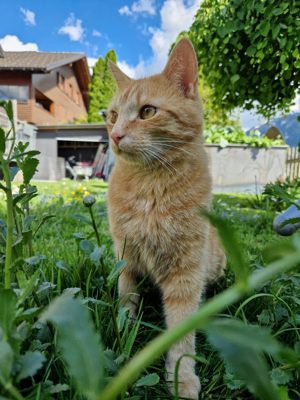 rot getigerter Kater in Egg Großdorf vermisst Bild 4