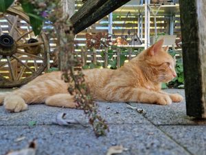 rot getigerter Kater in Egg Großdorf vermisst Bild 3