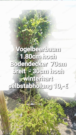 Vogelbeer