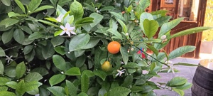 Verkaufe wunderschönen Kumquats Bild 6