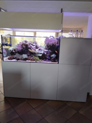 Meerwasser Aquarium 