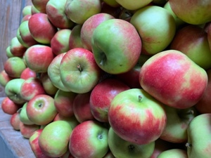 verkaufe knackig frische Elstar Äpfel  kistenweise 1,50 per kg 