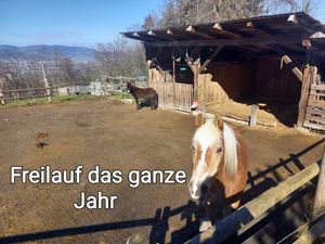 Einstellplatz für Kleinpferd oder Esel in Offenstall oberhalb von Hohenems. W