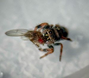 Phidippus Regius Springspinnen