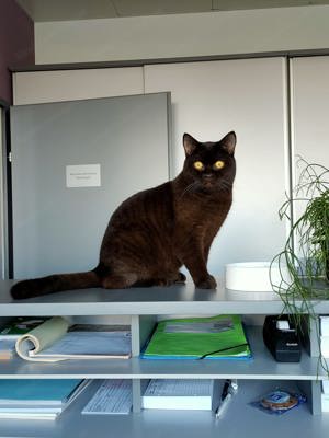 Kater "SMOKEY" vermisst