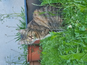 Tigerkätzchen vermisst in Dornbirn