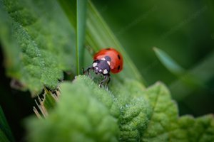 Reinigungsfrau gesucht