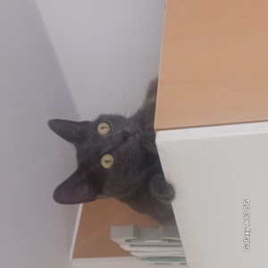 Katze sucht liebevollen Platz 