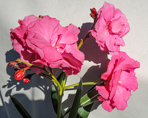 Diverse Oleander weiß oder rosa gefüllt, 160 cm hoch, Kübelpflanze   