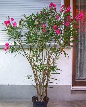 Diverse Oleander weiß oder rosa gefüllt, 160 cm hoch, Kübelpflanze    Bild 2