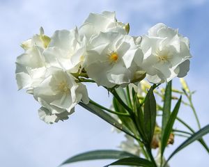 Diverse Oleander weiß oder rosa gefüllt, 160 cm hoch, Kübelpflanze    Bild 5