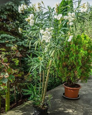 Diverse Oleander weiß oder rosa gefüllt, 160 cm hoch, Kübelpflanze    Bild 3