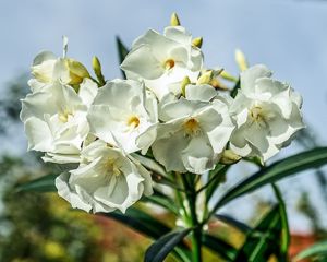 Diverse Oleander weiß oder rosa gefüllt, 160 cm hoch, Kübelpflanze    Bild 4