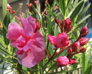 Diverse Oleander weiß oder rosa gefüllt, 160 cm hoch, Kübelpflanze    Bild 6