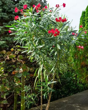 Diverse Oleander, 150 cm, weiß, rot, rosa, Kübelpflanze Bild 5