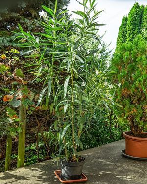 Diverse Oleander, 150 cm, weiß, rot, rosa, Kübelpflanze Bild 6