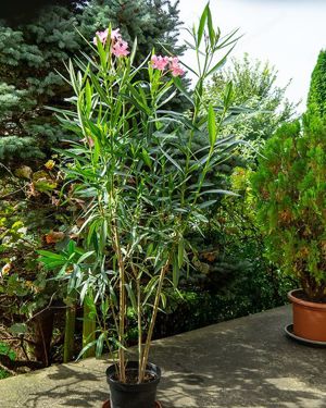 Diverse Oleander, 150 cm, weiß, rot, rosa, Kübelpflanze Bild 7