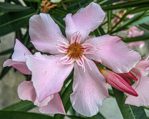 Diverse Oleander, 150 cm, weiß, rot, rosa, Kübelpflanze Bild 9