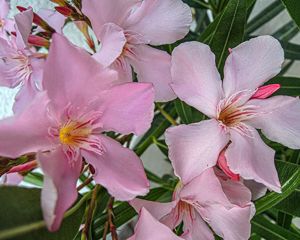 Diverse Oleander, 150 cm, weiß, rot, rosa, Kübelpflanze Bild 8