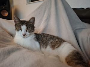 Katze Bella vermisst in Hörbranz 