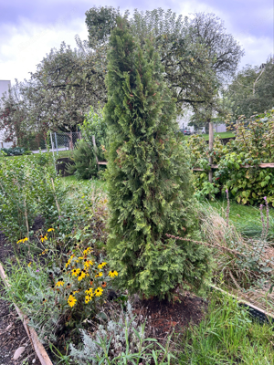 Thuja smaragd