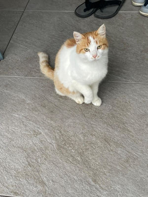 Wer vermisst diese Katze diesen Kater in Lustenau?