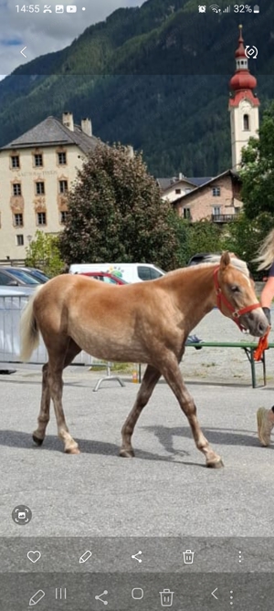 Haflinger Stutfohlen 