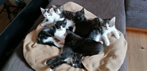 8 Wochen alte, stubenreine Babykatzen